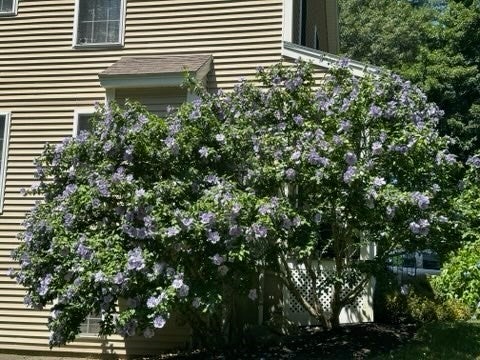 108 Mary Batchelder Rd #C, Hampton, NH, 108 Mary Batchelder Rd #C, Hampton, NH Photo #22