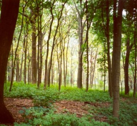 LOT 4 Winterberry Ln Easton MA 02356