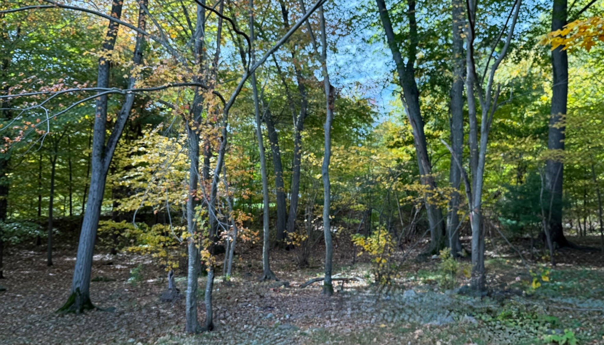 114 Chickering Rd, Dedham, MA, 114 Chickering Rd, Dedham, MA Photo #6