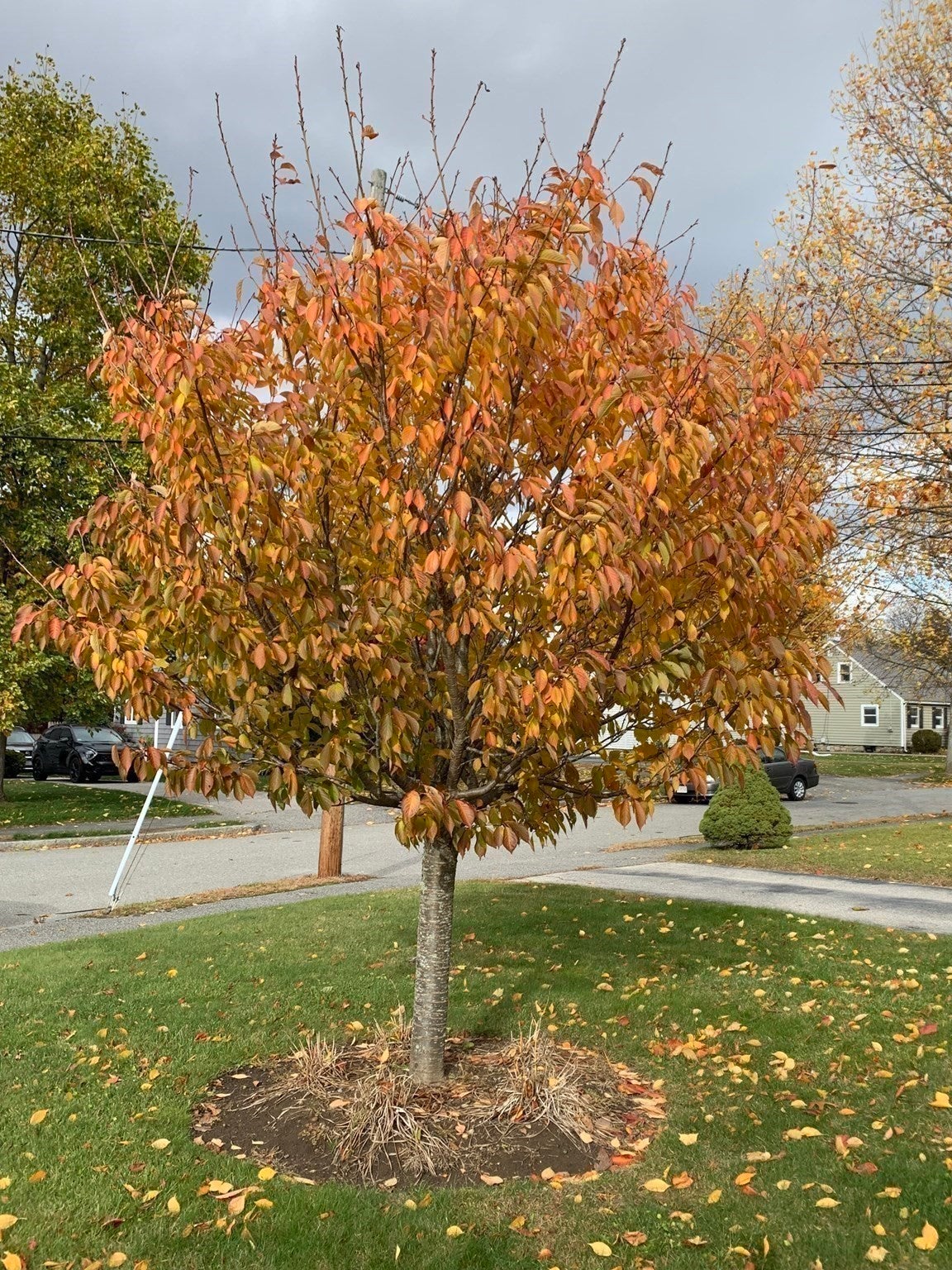 27 Mayflower Circle, Worcester, MA, 27 Mayflower Circle, Worcester, MA Photo #13