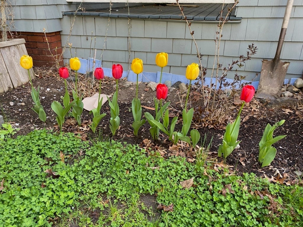 71 Addington Rd, Brookline, MA, 71 Addington Rd, Brookline, MA Photo #41