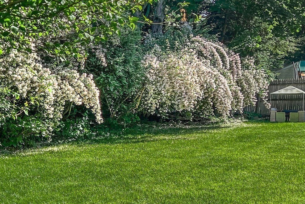 Needham, Massachusetts 02494, United States, 4 Bedrooms Bedrooms, ,3 BathroomsBathrooms,Residential,Pending,105629