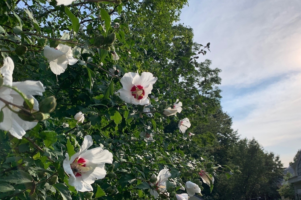 Needham, Massachusetts 02494, United States, 4 Bedrooms Bedrooms, ,3 BathroomsBathrooms,Residential,Pending,105629