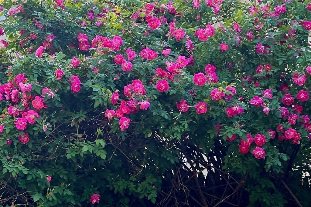 Needham, Massachusetts 02494, United States, 4 Bedrooms Bedrooms, ,3 BathroomsBathrooms,Residential,Pending,105629