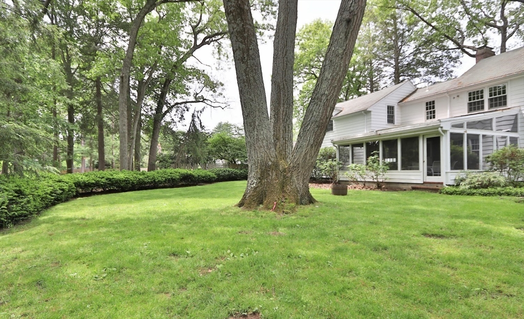 19 Pine Needle