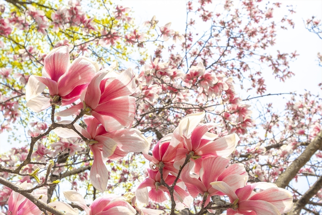 Sherborn, Massachusetts 01770, United States, 3 Bedrooms Bedrooms, ,2 BathroomsBathrooms,Residential,Pending,121331