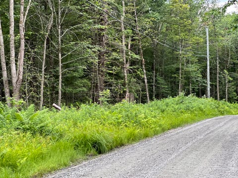 Photo of Lot 19 Becket Rd, Middlefield, MA 01243 (MLS # 73548367)