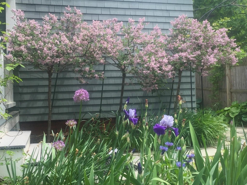 71 Addington Rd, Brookline, MA, 71 Addington Rd, Brookline, MA Photo #40