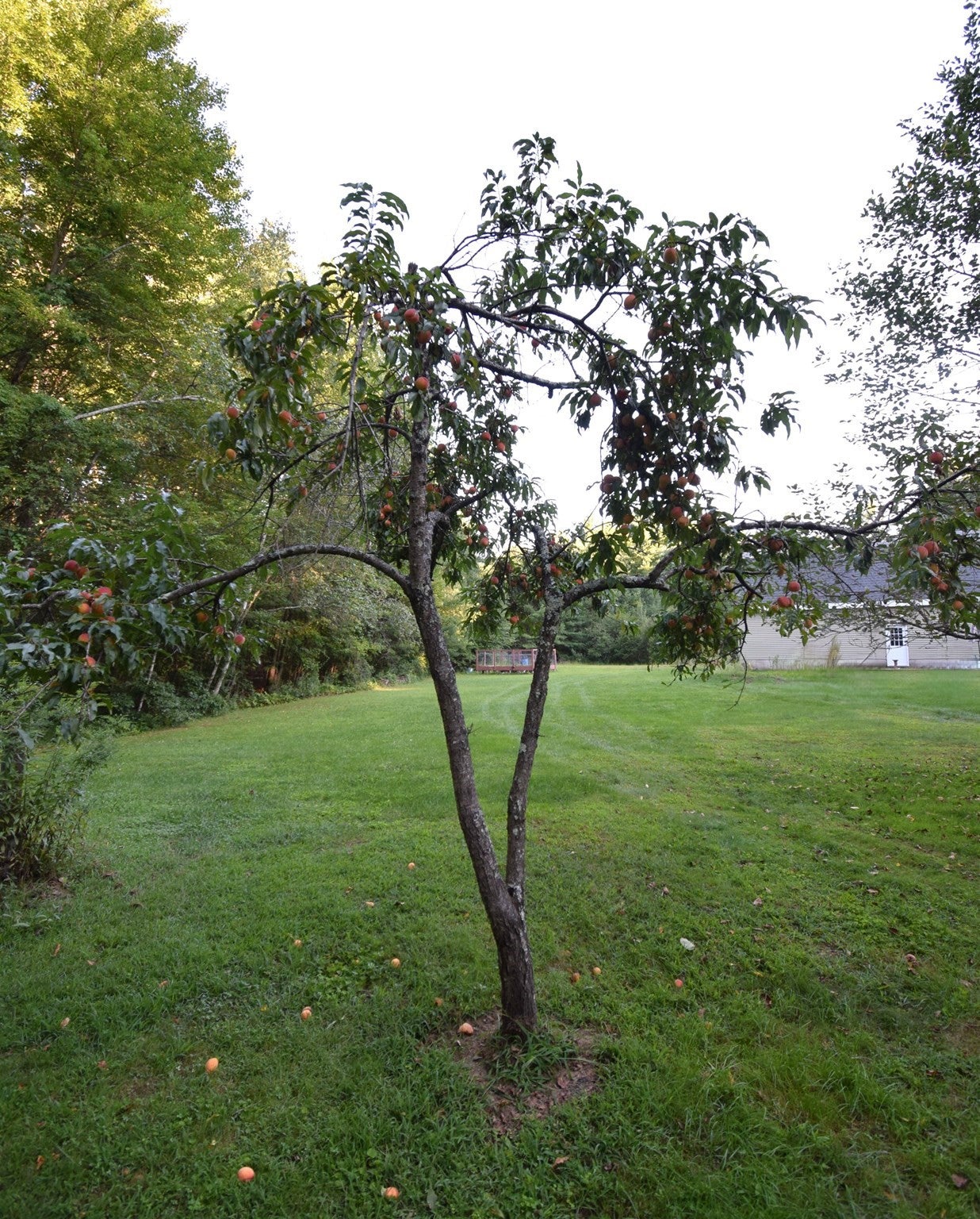 287 Middle Road, Brentwood, NH, 287 Middle Road, Brentwood, NH Photo #39