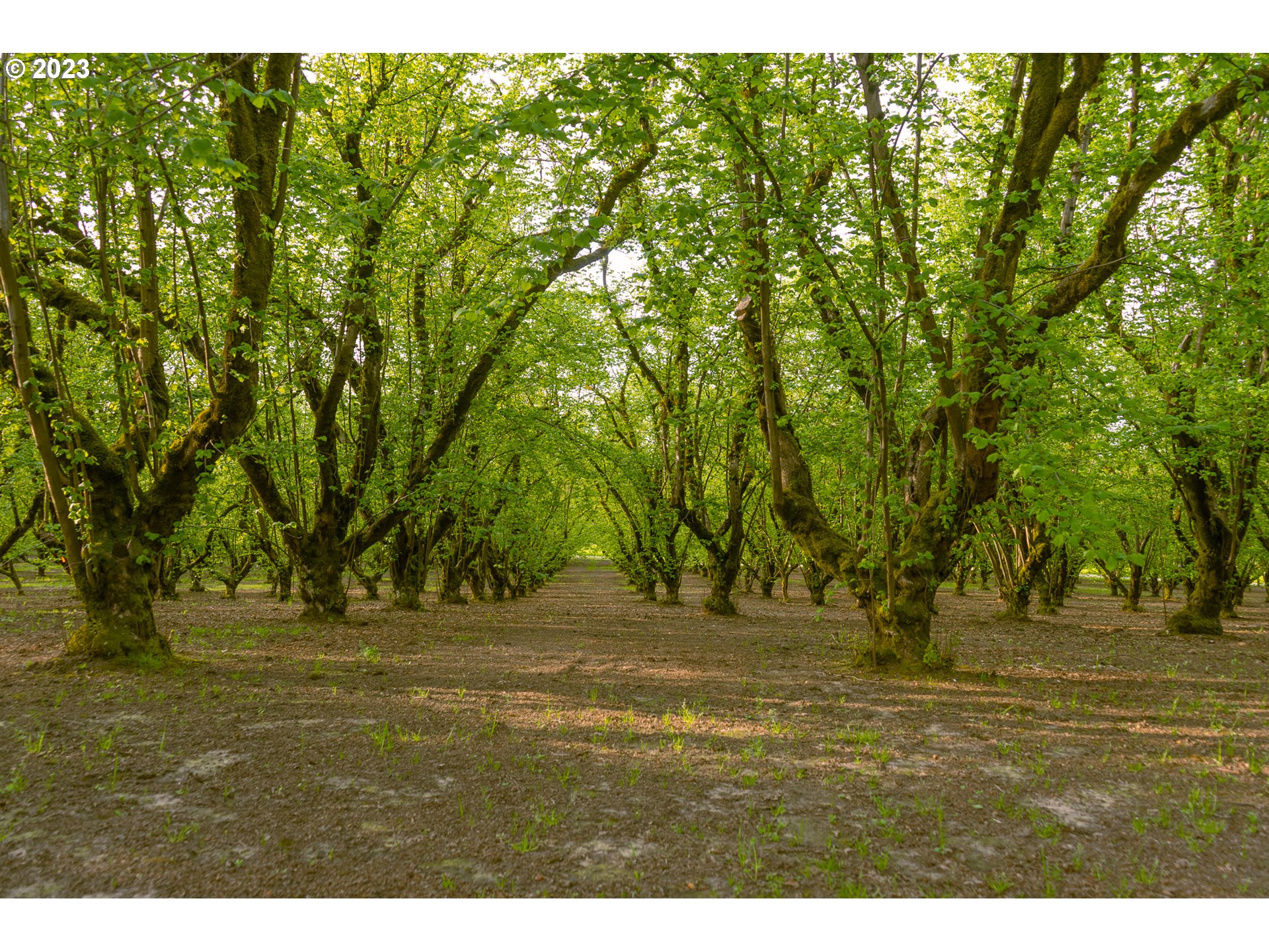 Gaston, Oregon 97119, United States, ,Residential,Active,72914