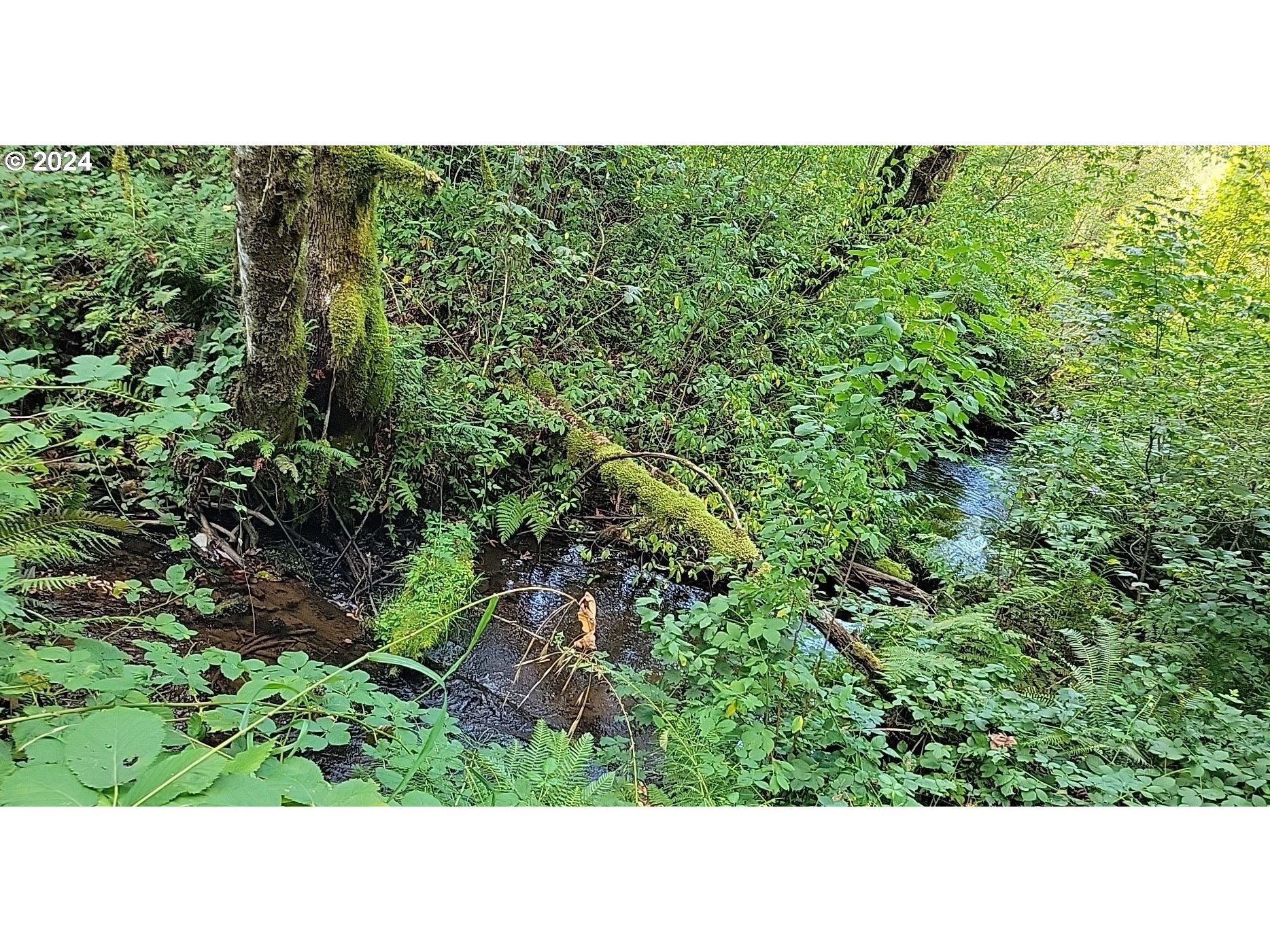 Corbett, Oregon 97019, United States, ,Land,Pending,51772