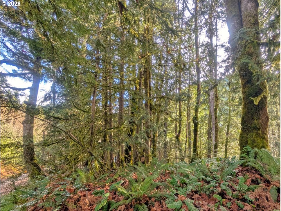 00971354 E Rolling Green