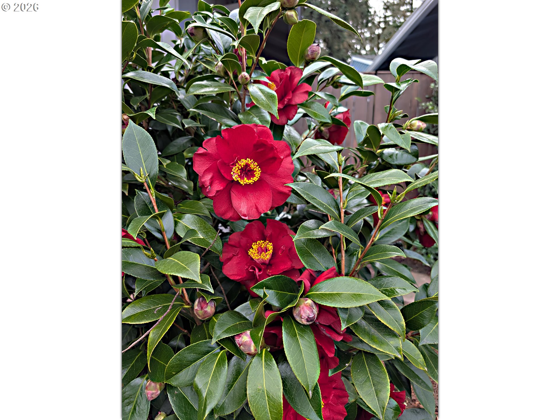 15597 SW SUMMERFIELD LN