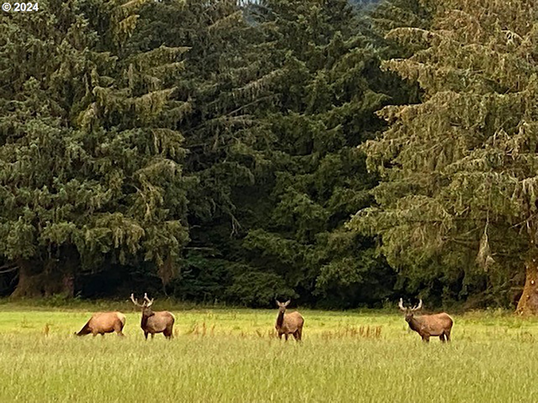 Tillamook, Oregon 97141, United States, 1 Bedroom Bedrooms, ,1 BathroomBathrooms,Residential,Active,43568