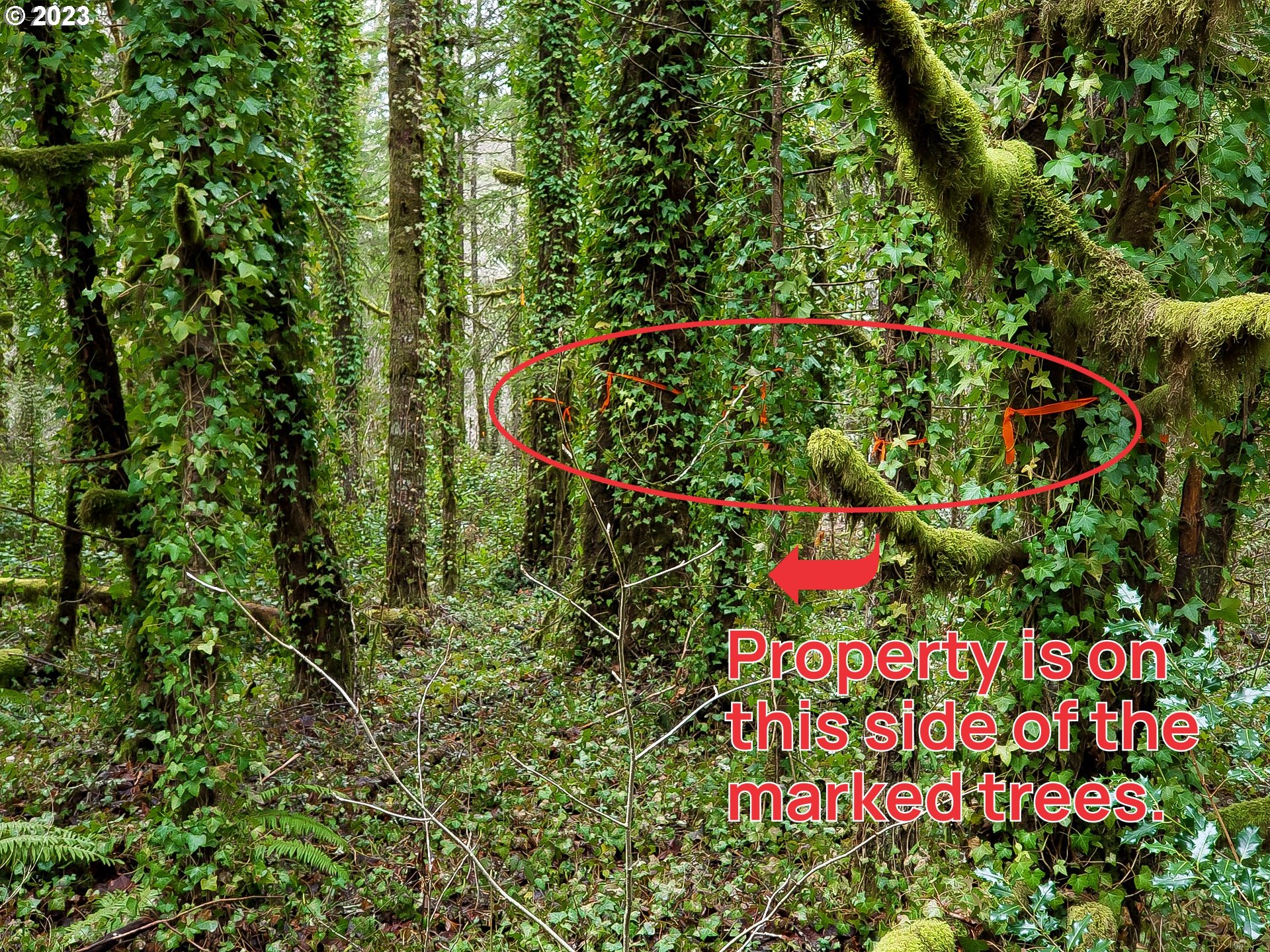 Brightwood, Oregon 97011, United States, ,Land,Active,184155