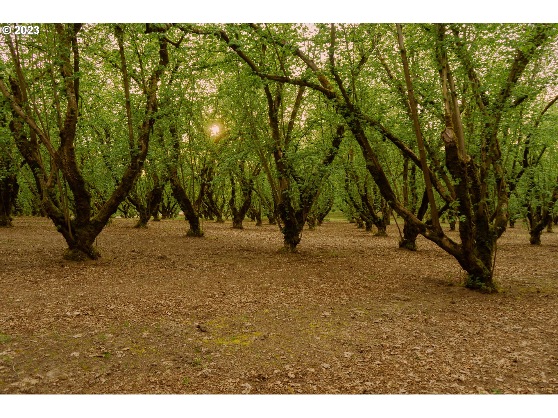 Gaston, Oregon 97119, United States, ,Residential,Active,72768