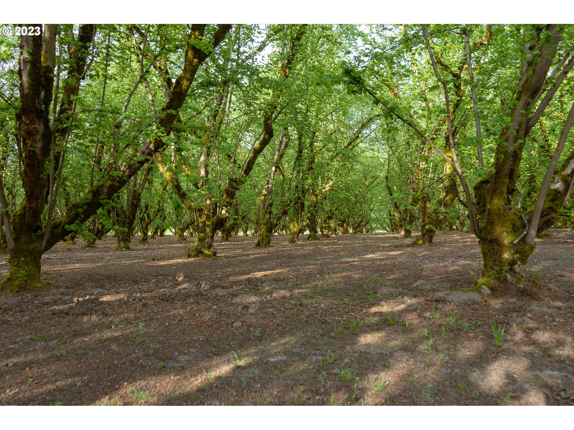 Gaston, Oregon 97119, United States, ,Residential,Active,72768