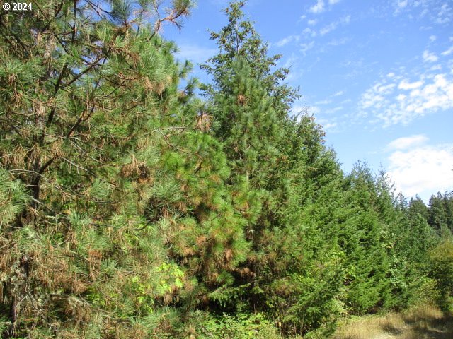 000 Bellinger Scale (3) RD