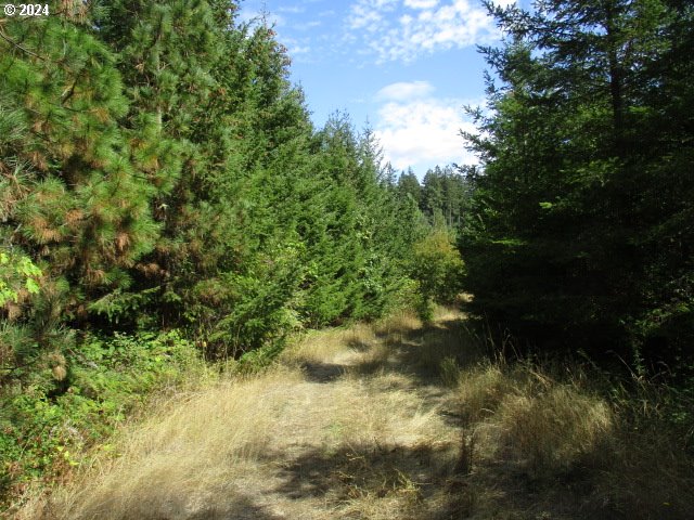 000 Bellinger Scale (3) RD