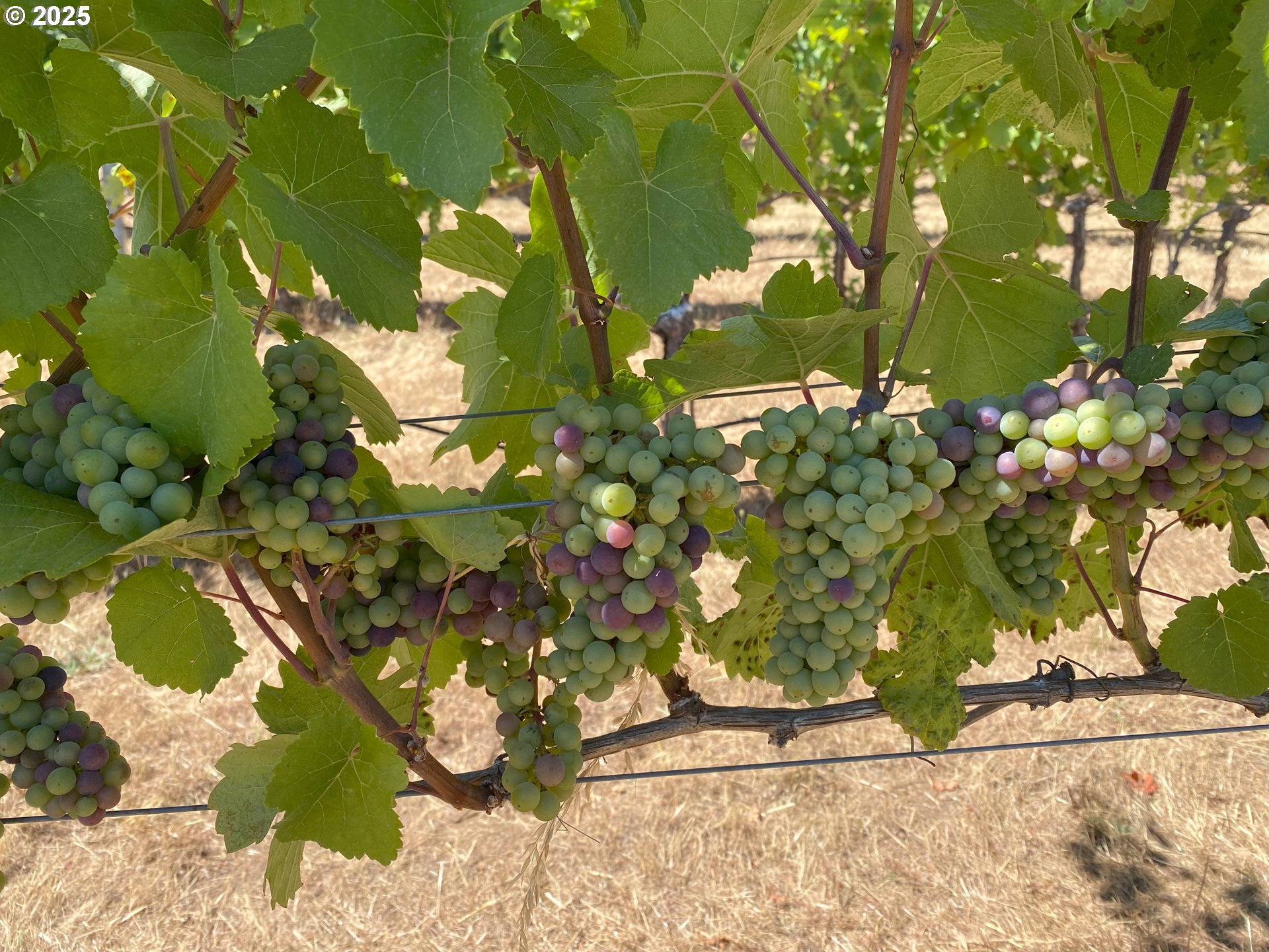 Underwood, Washington 98651, United States, 2 Bedrooms Bedrooms, ,1 BathroomBathrooms,Residential,Active,174501