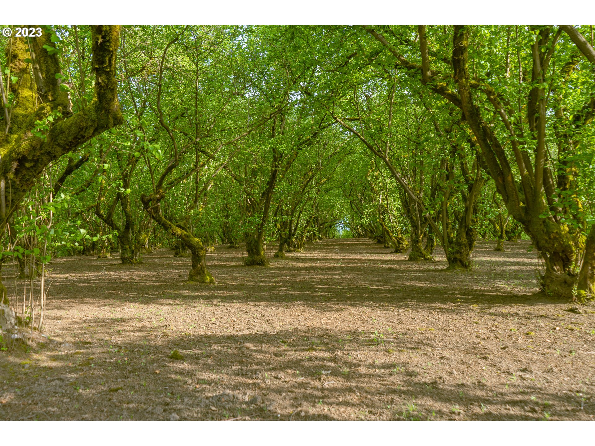 Gaston, Oregon 97119, United States, 3 Bedrooms Bedrooms, ,1 BathroomBathrooms,Residential,Active,72913