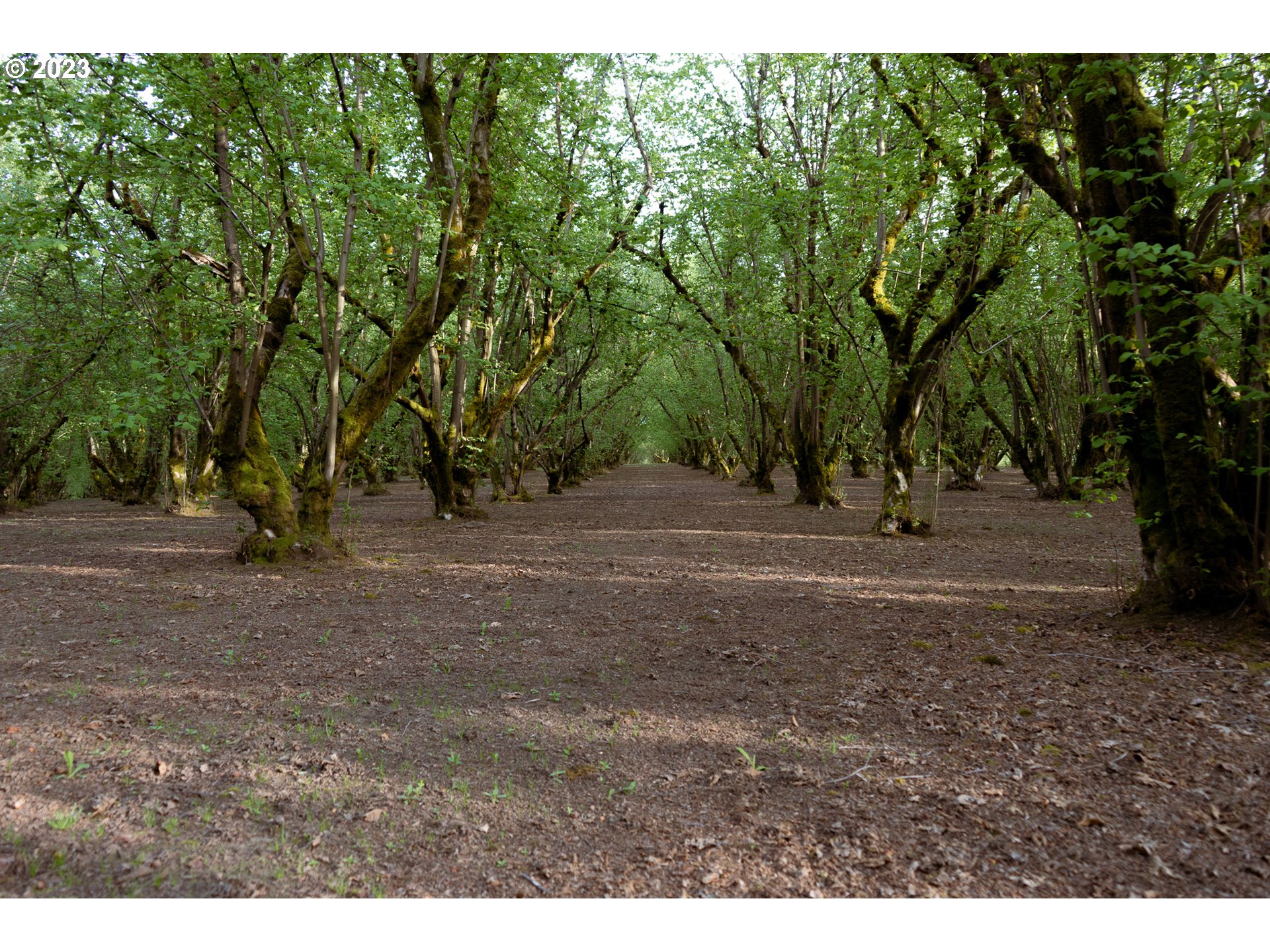 Gaston, Oregon 97119, United States, 3 Bedrooms Bedrooms, ,1 BathroomBathrooms,Residential,Active,72913