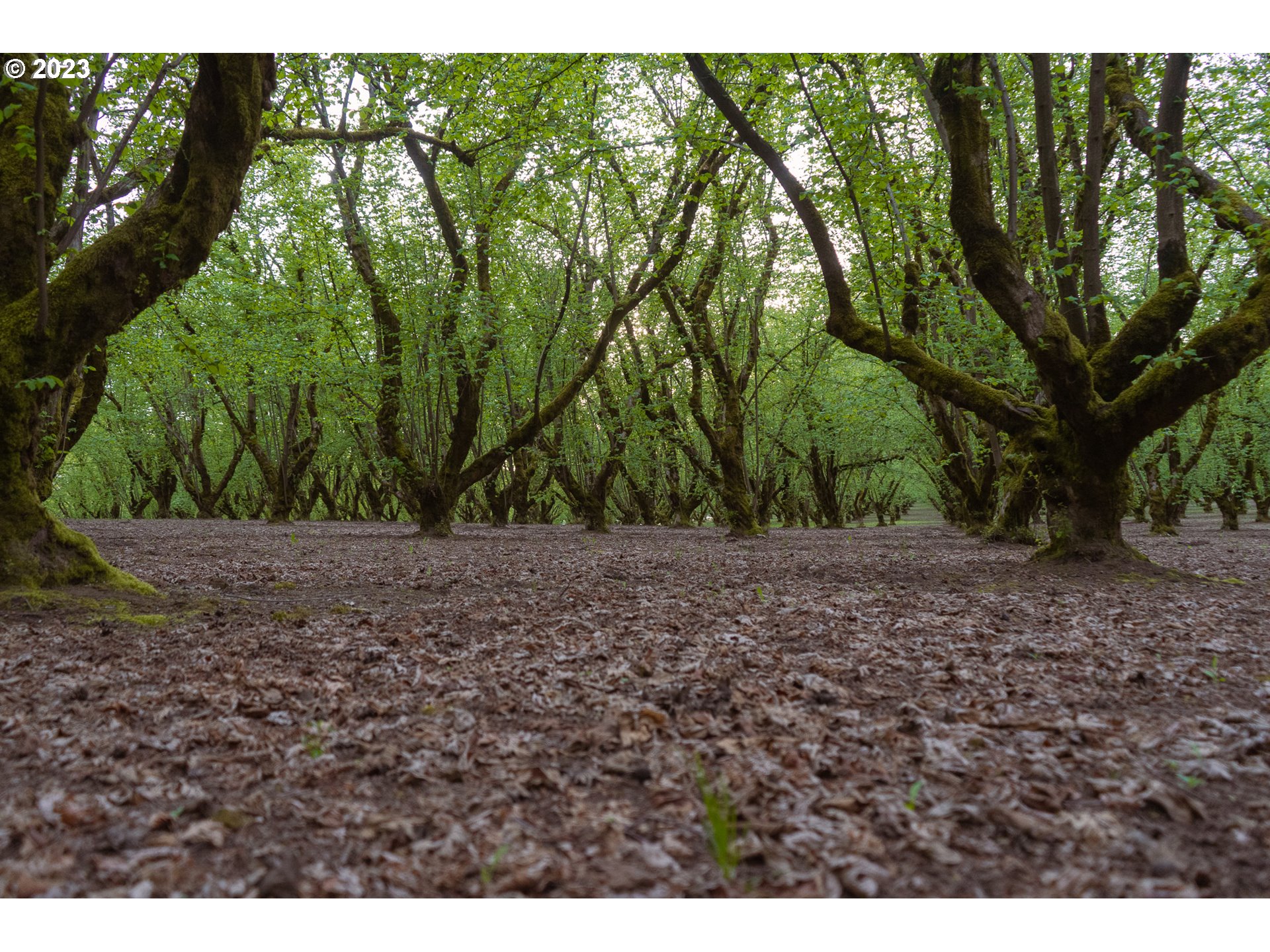 Gaston, Oregon 97119, United States, 3 Bedrooms Bedrooms, ,1 BathroomBathrooms,Residential,Active,72913