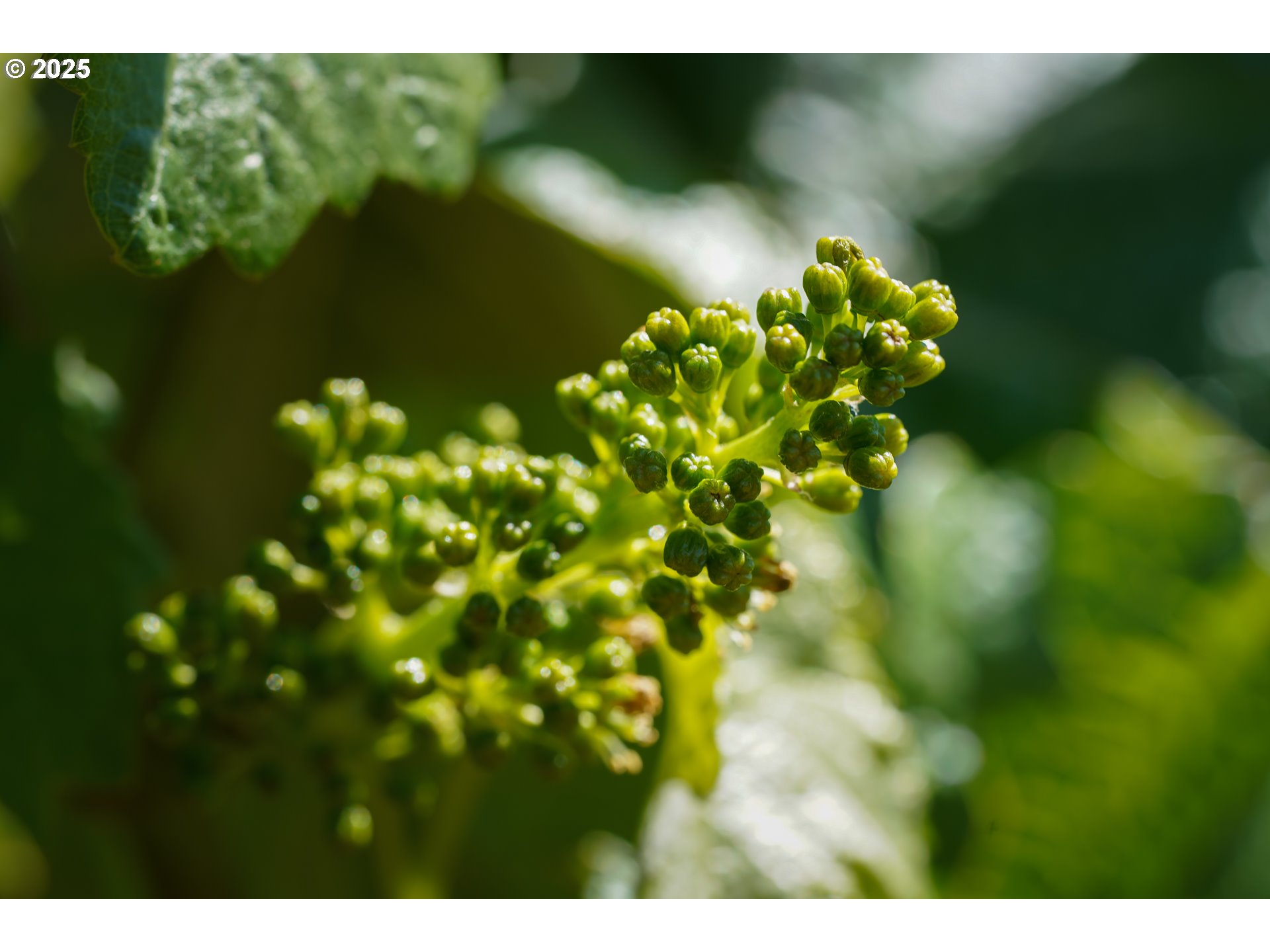 Carlton, Oregon 97111, United States, ,Commercial,Active,123063