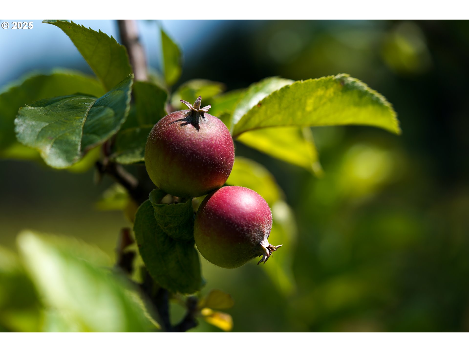 Carlton, Oregon 97111, United States, ,Commercial,Active,123063