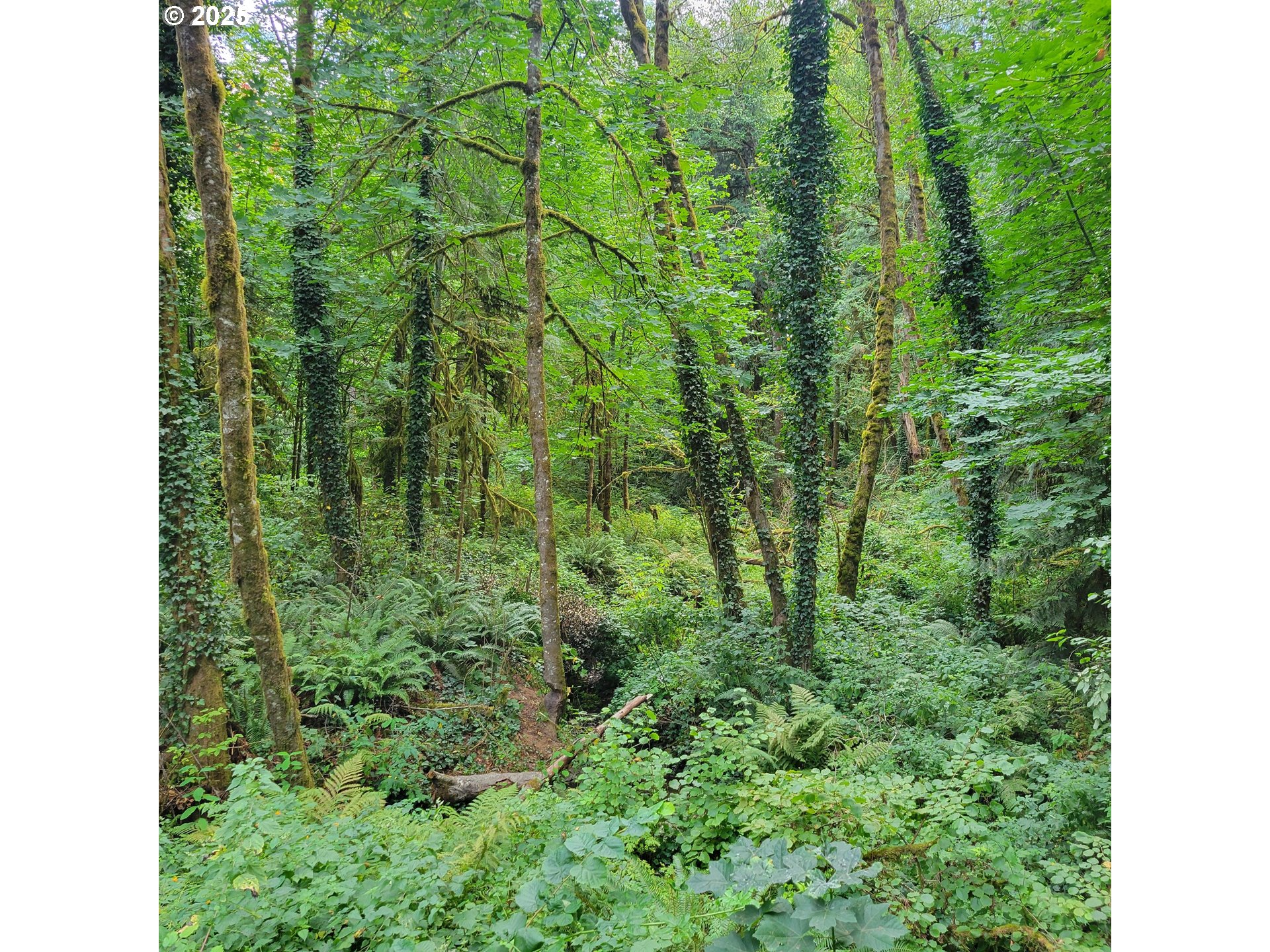 Coal Creek RD