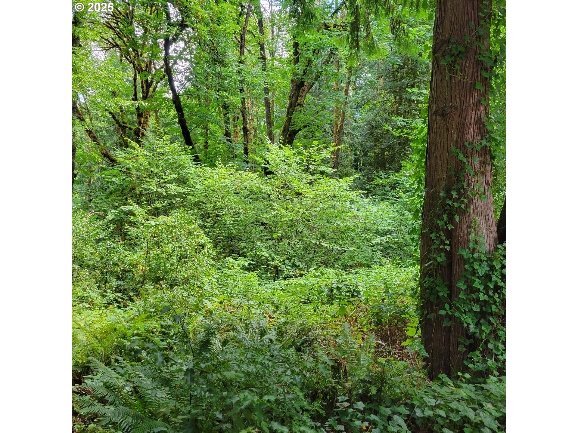 Coal Creek RD