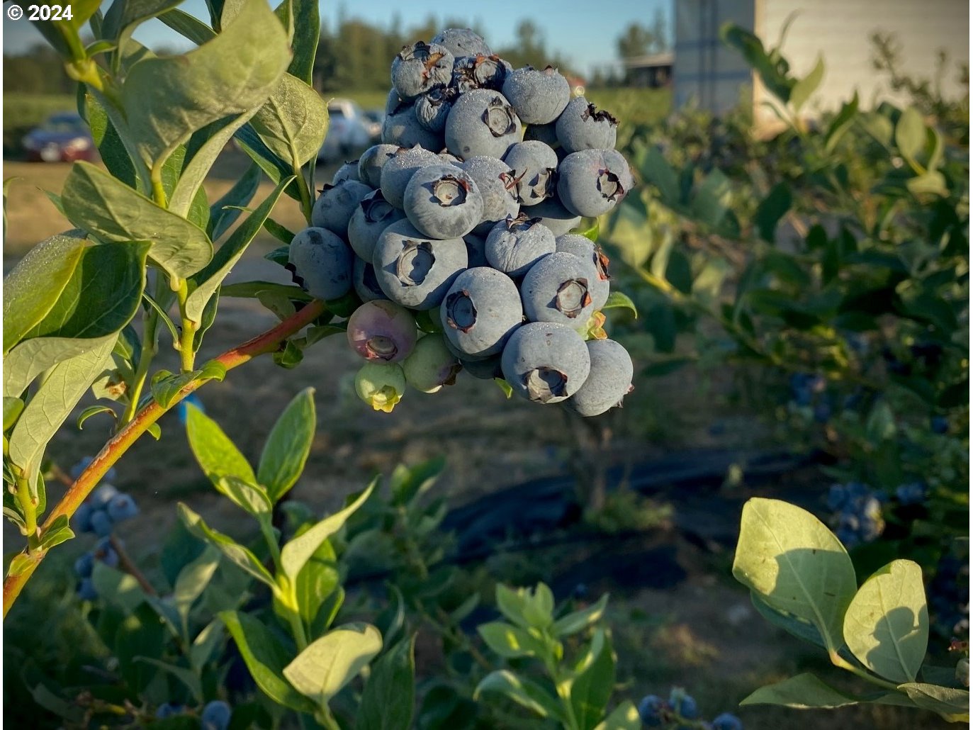 Jefferson, Oregon 97352, United States, ,Residential,Active,30736