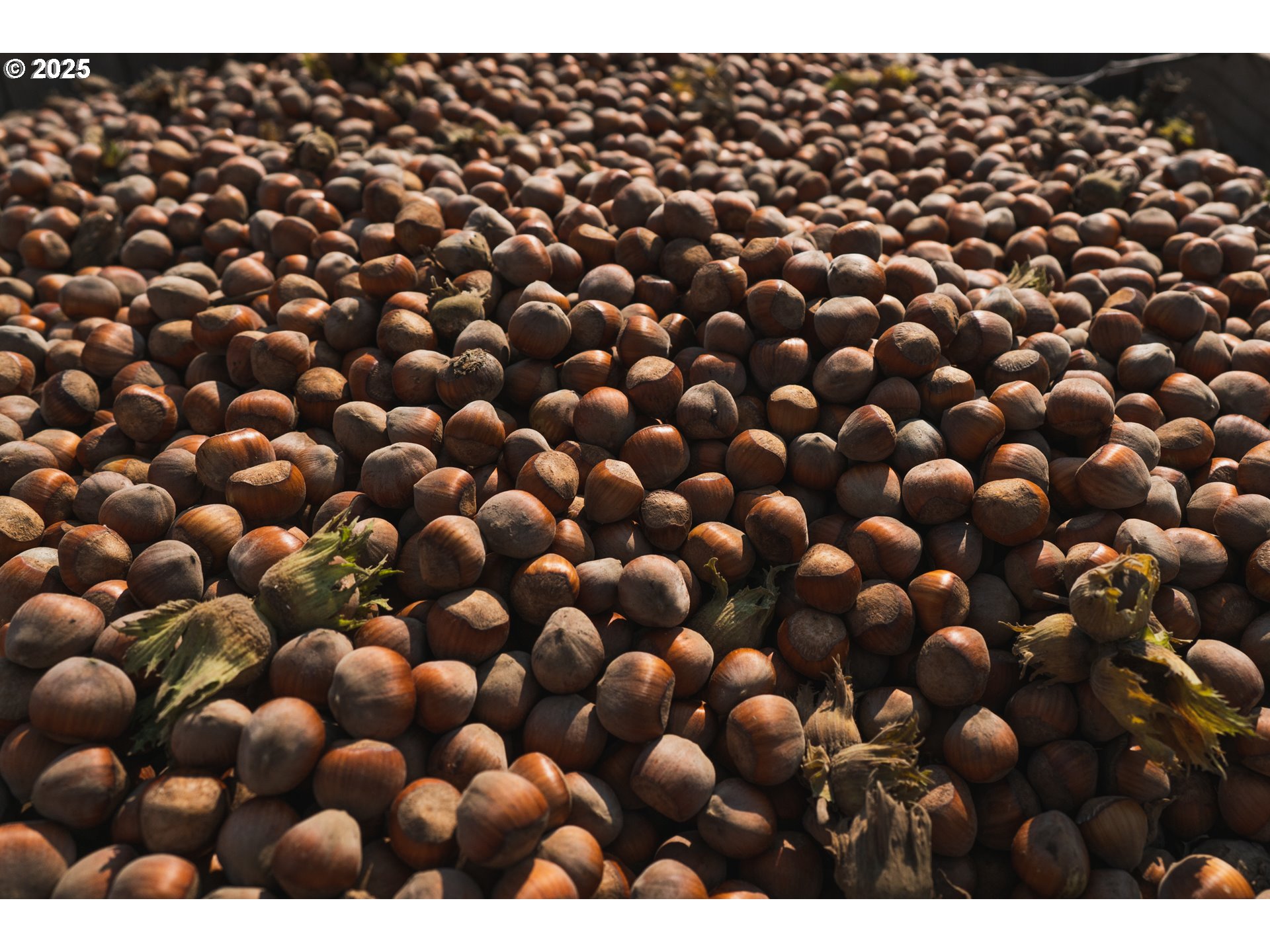 Forest Grove, Oregon 97116, United States, 3 Bedrooms Bedrooms, ,2 BathroomsBathrooms,Residential,Active,18730