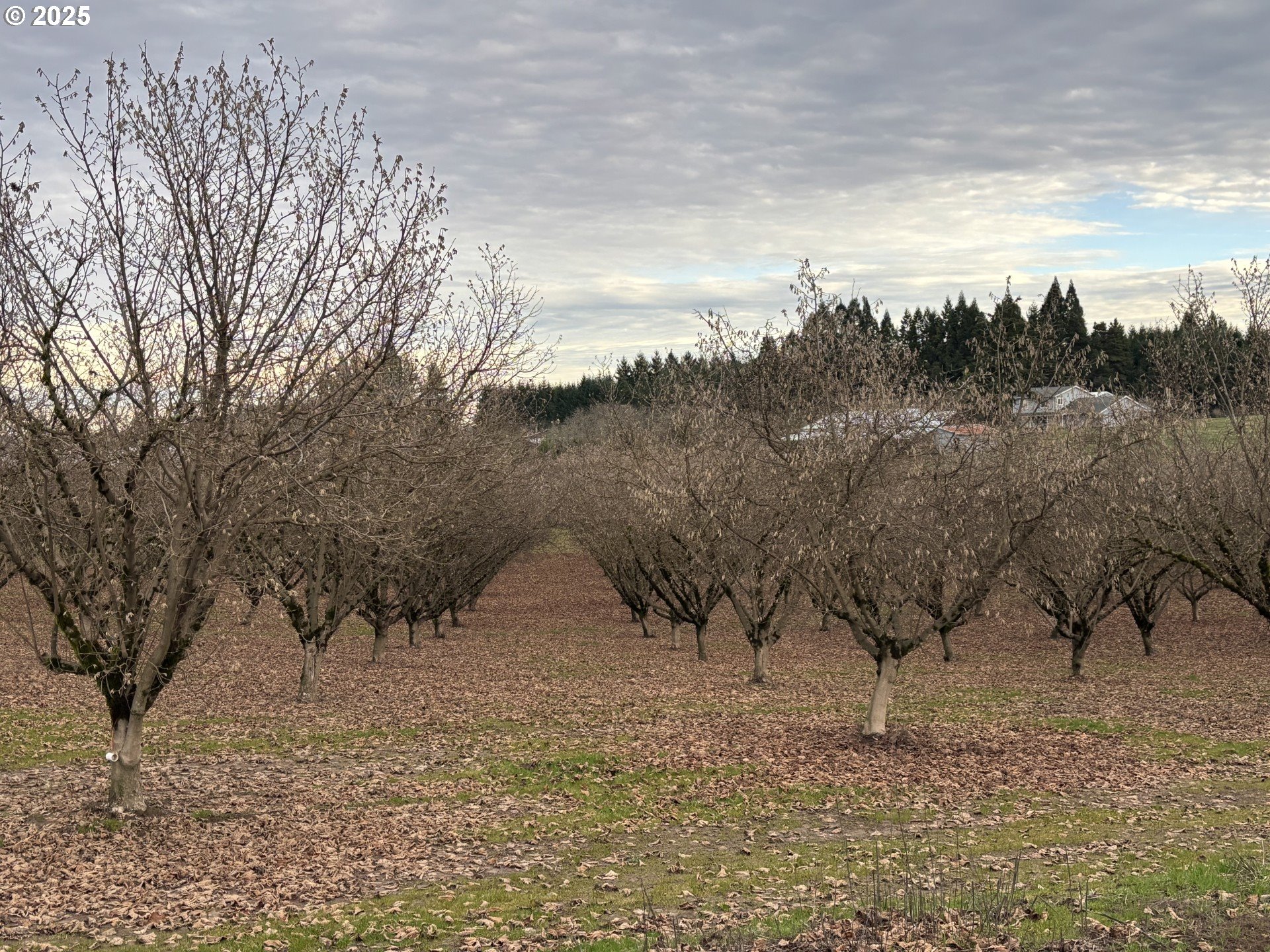 Forest Grove, Oregon 97116, United States, 3 Bedrooms Bedrooms, ,2 BathroomsBathrooms,Residential,Active,18730