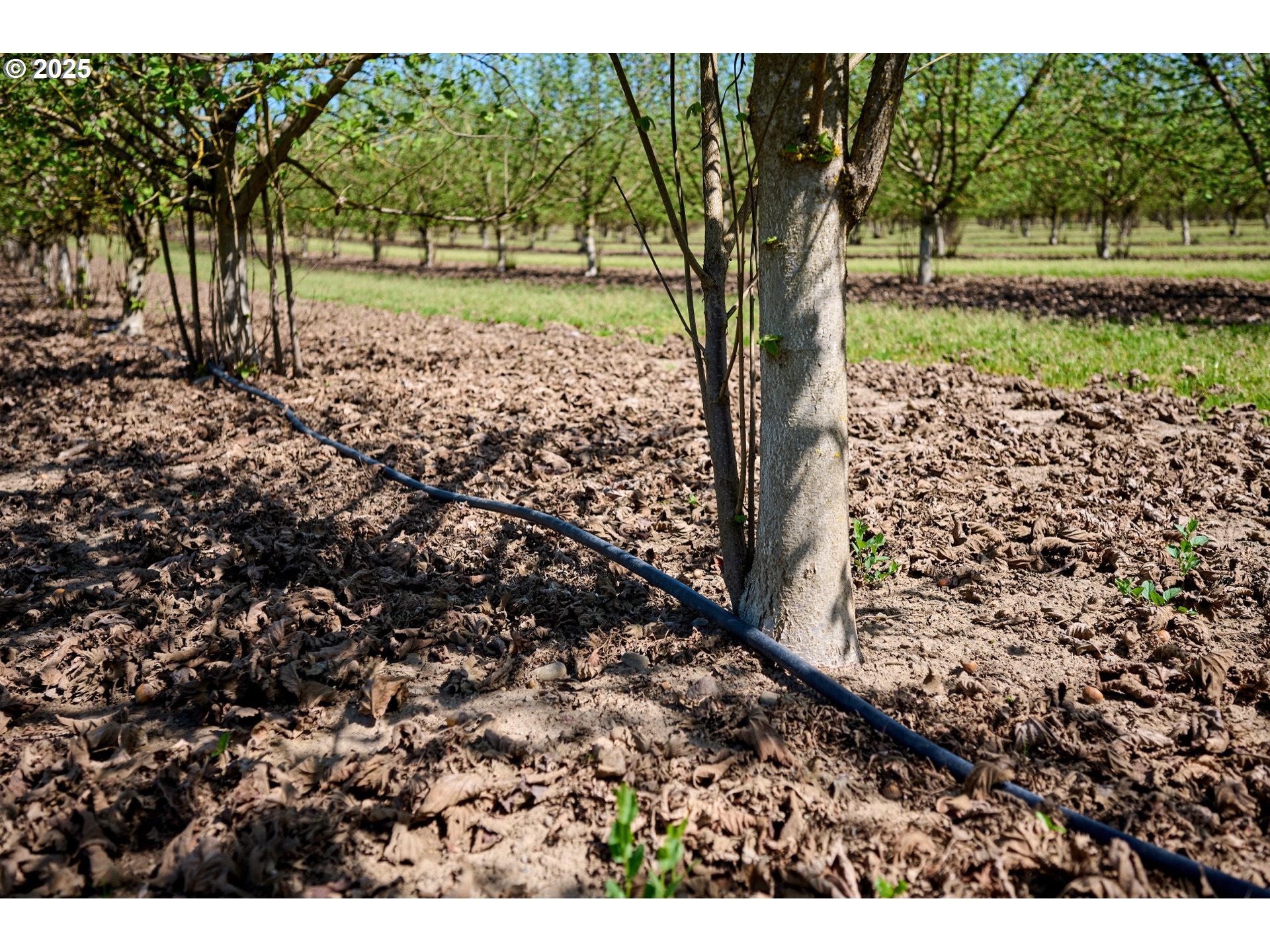 Canby, Oregon 97013, United States, ,Residential,Active,115019