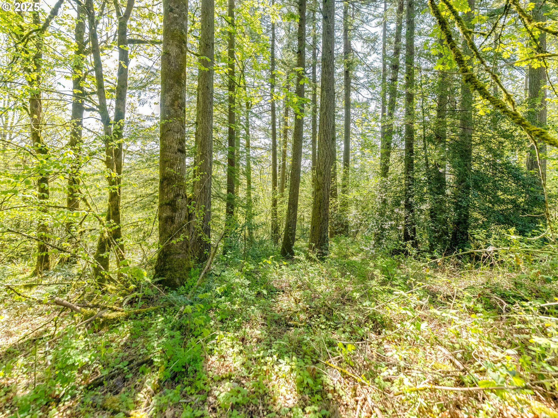 Washougal, Washington 98671, United States, ,Land,Active,118534