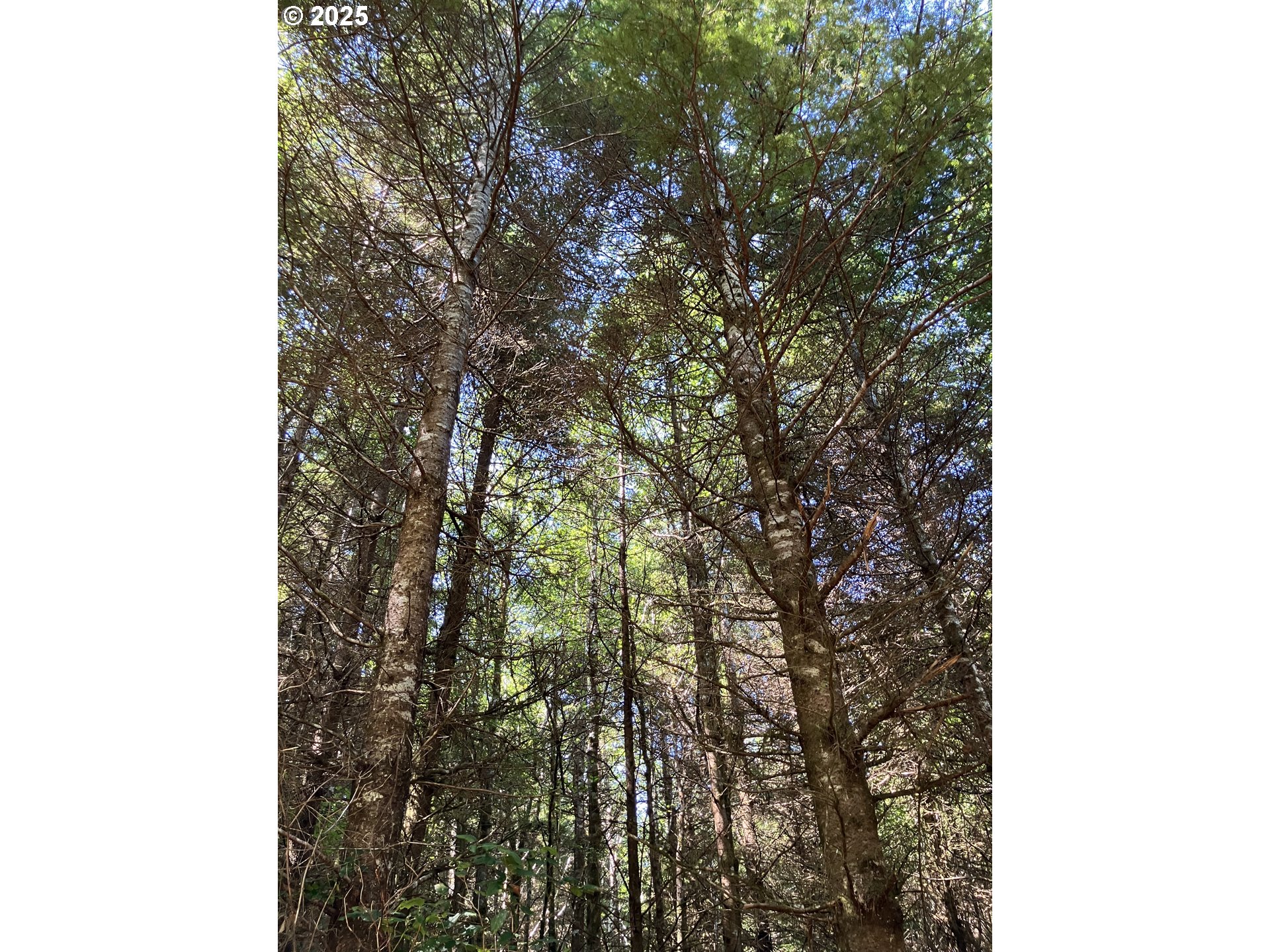 Dora Ridge RD