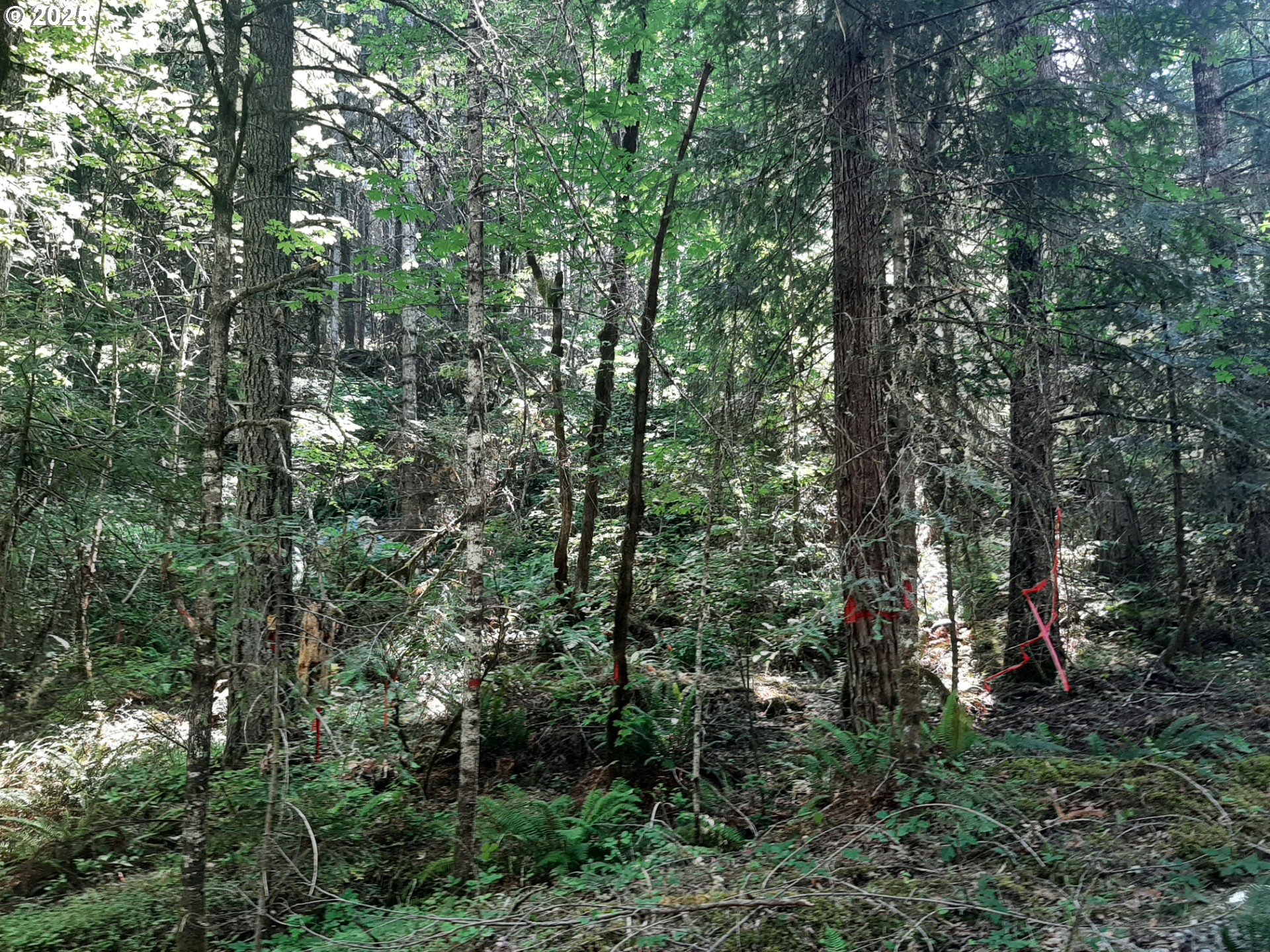 Days Creek, Oregon 97429, United States, ,Land,Active,170850