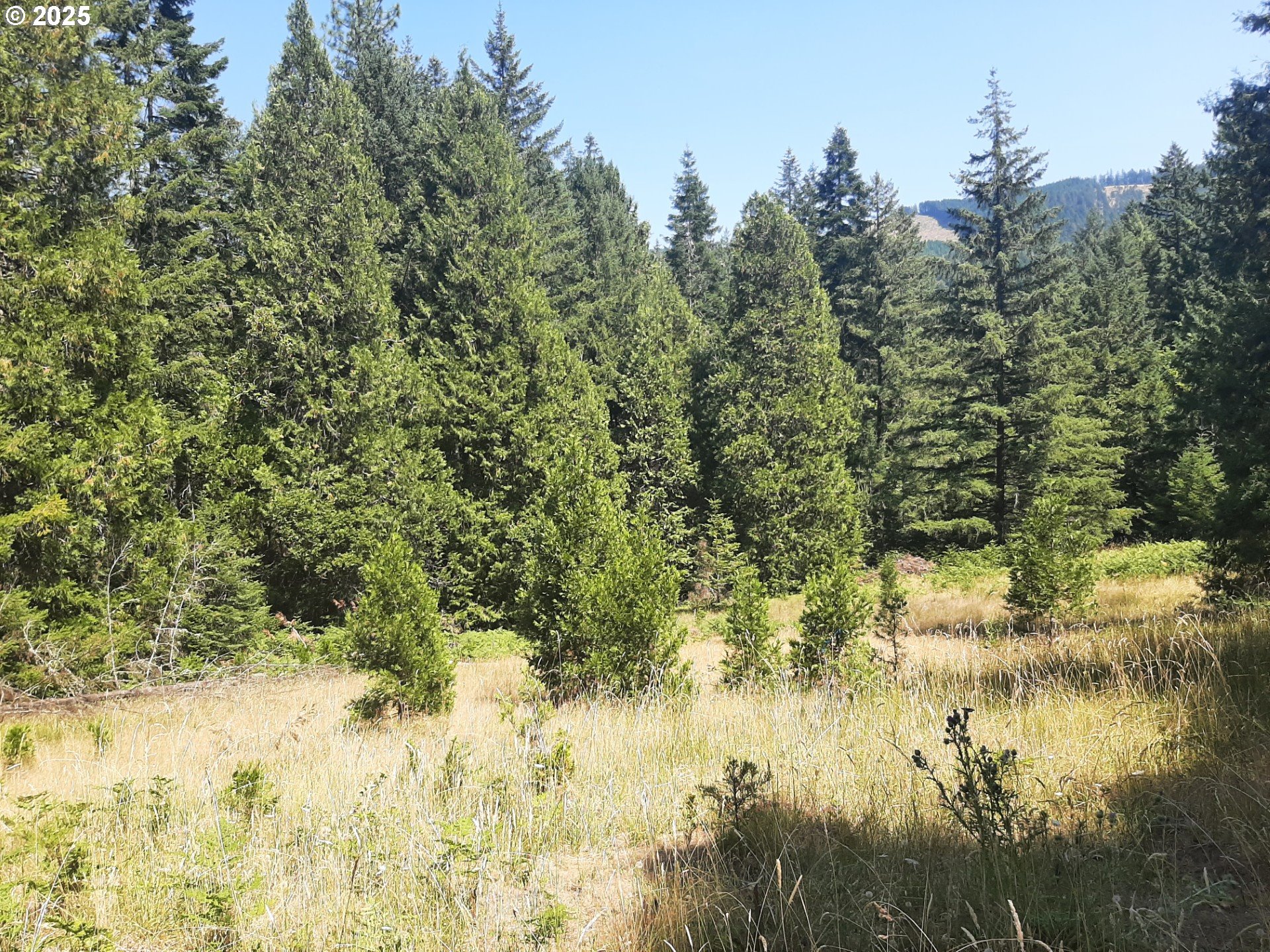 Days Creek, Oregon 97429, United States, ,Land,Active,170850