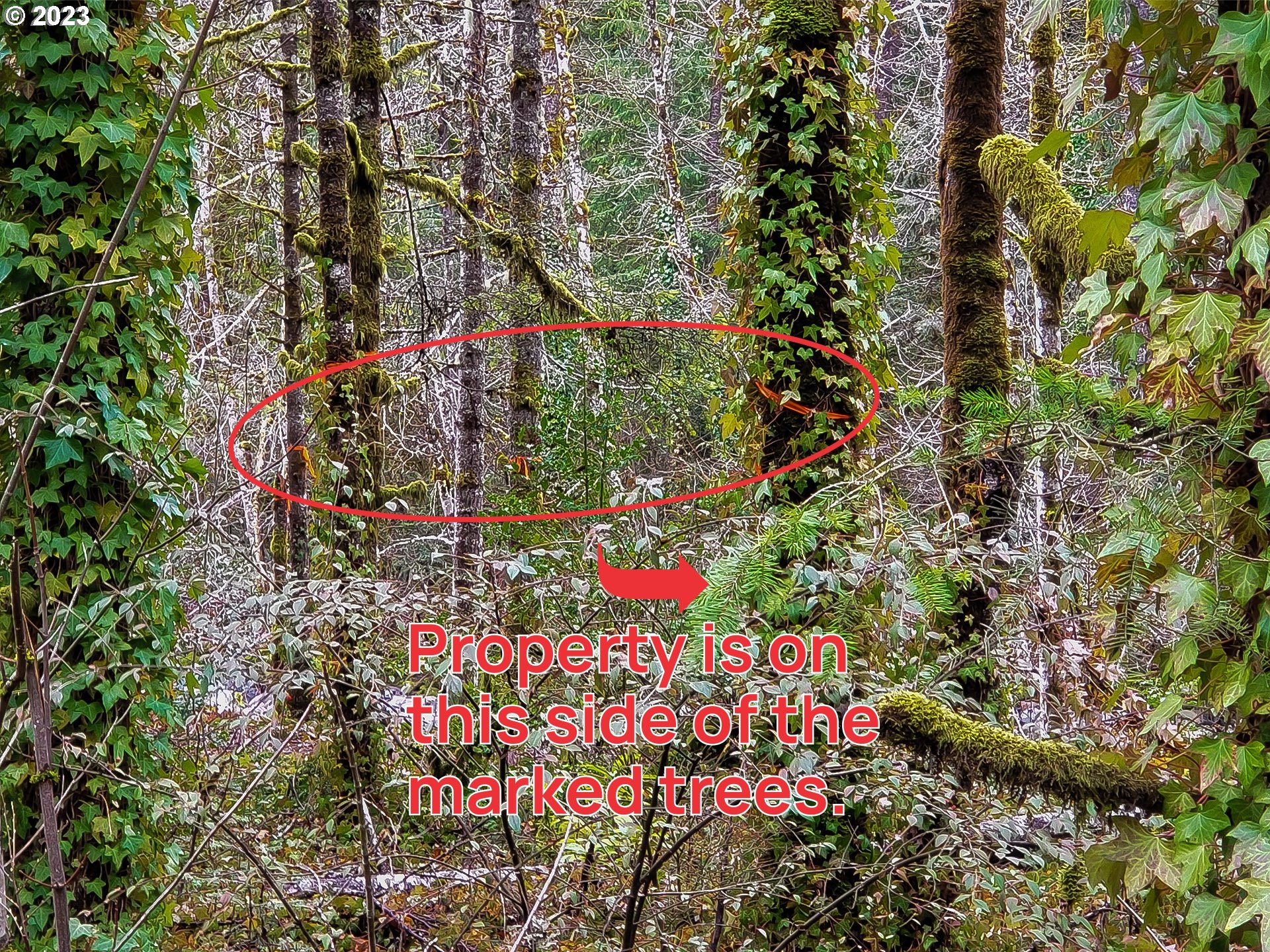 Brightwood, Oregon 97011, United States, ,Land,Active,184148