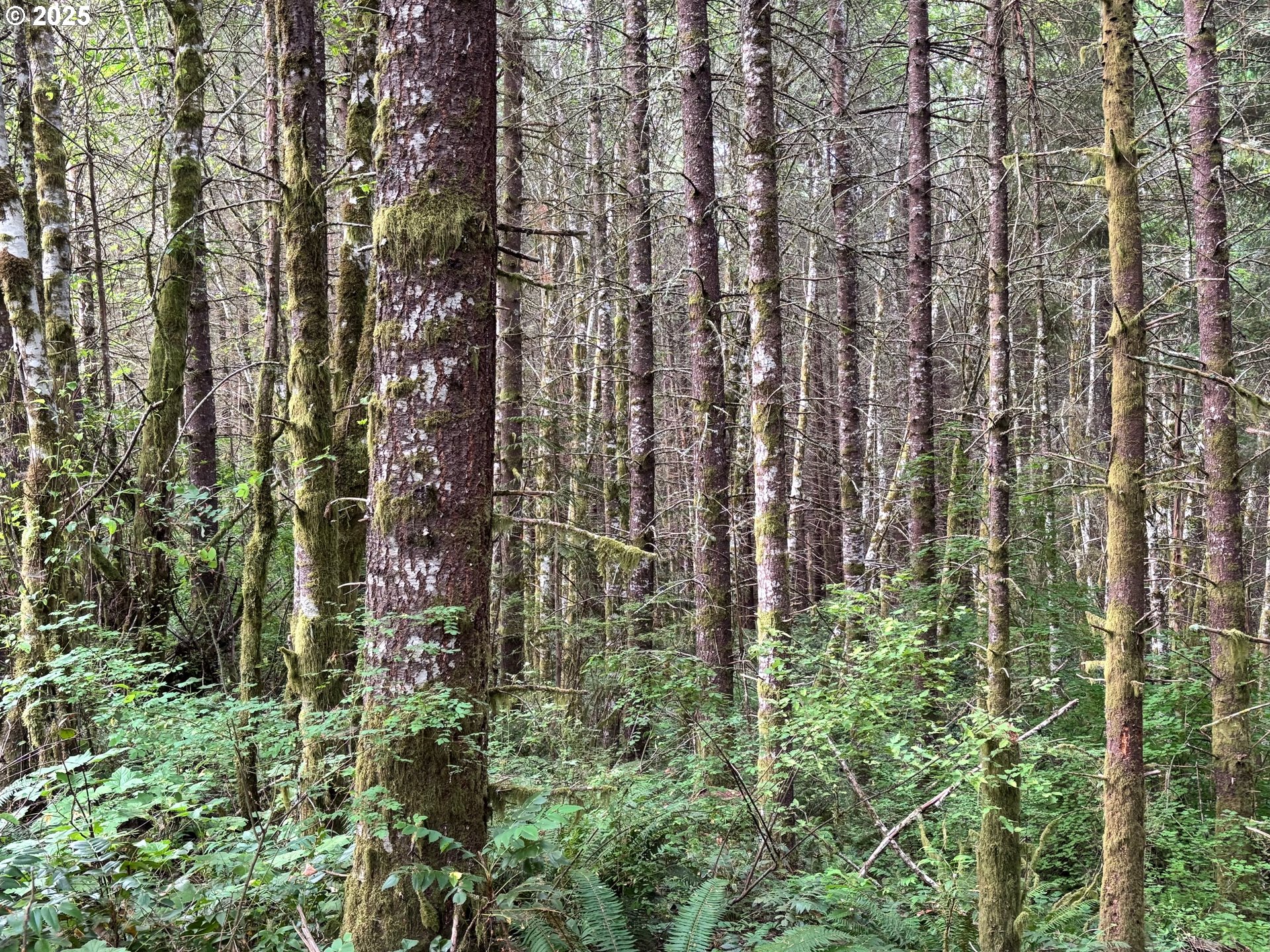 NW Pebble Creek Rd
