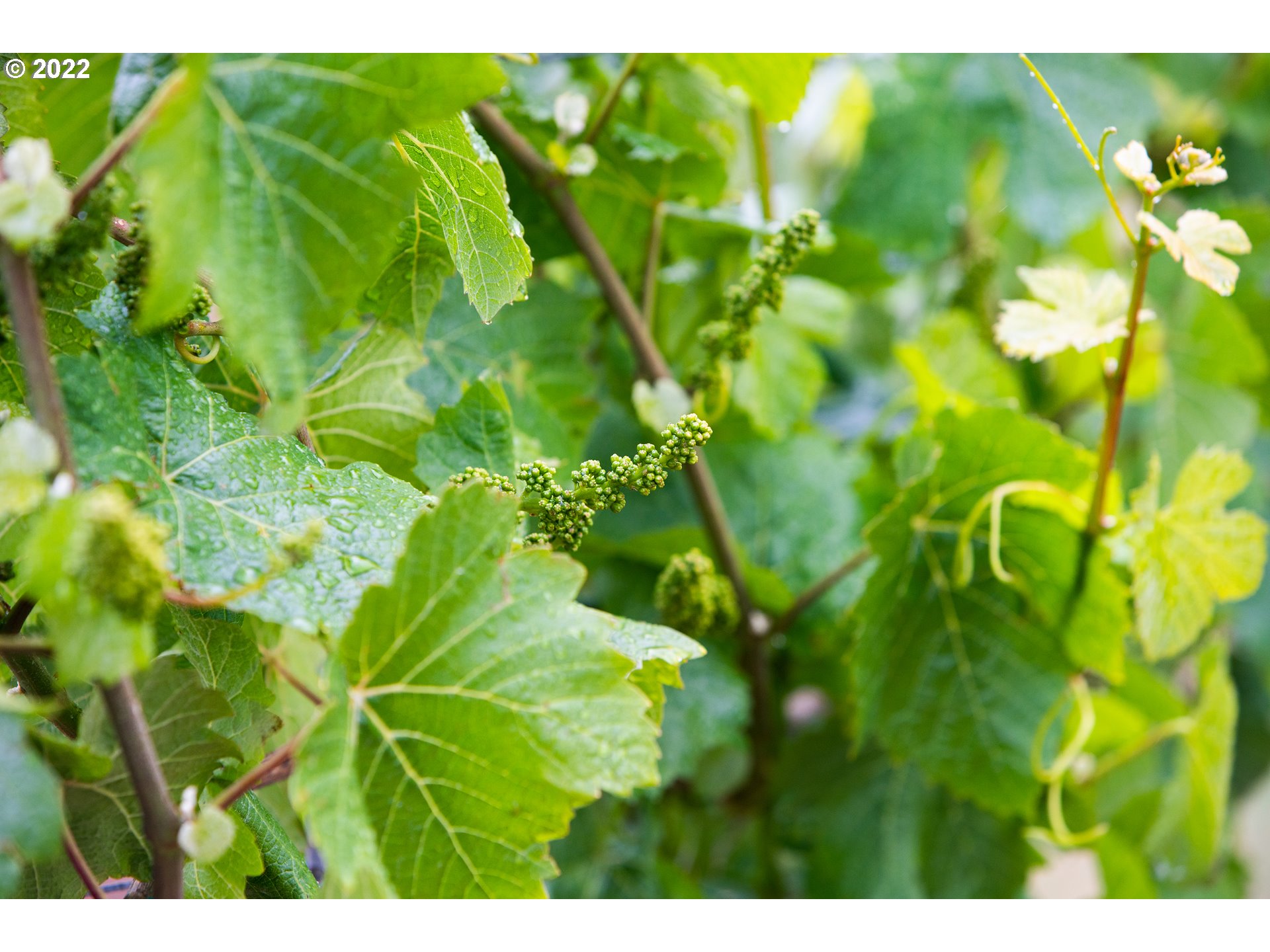 Dallas, Oregon 97338, United States, 3 Bedrooms Bedrooms, ,4 BathroomsBathrooms,Residential,Active,74119