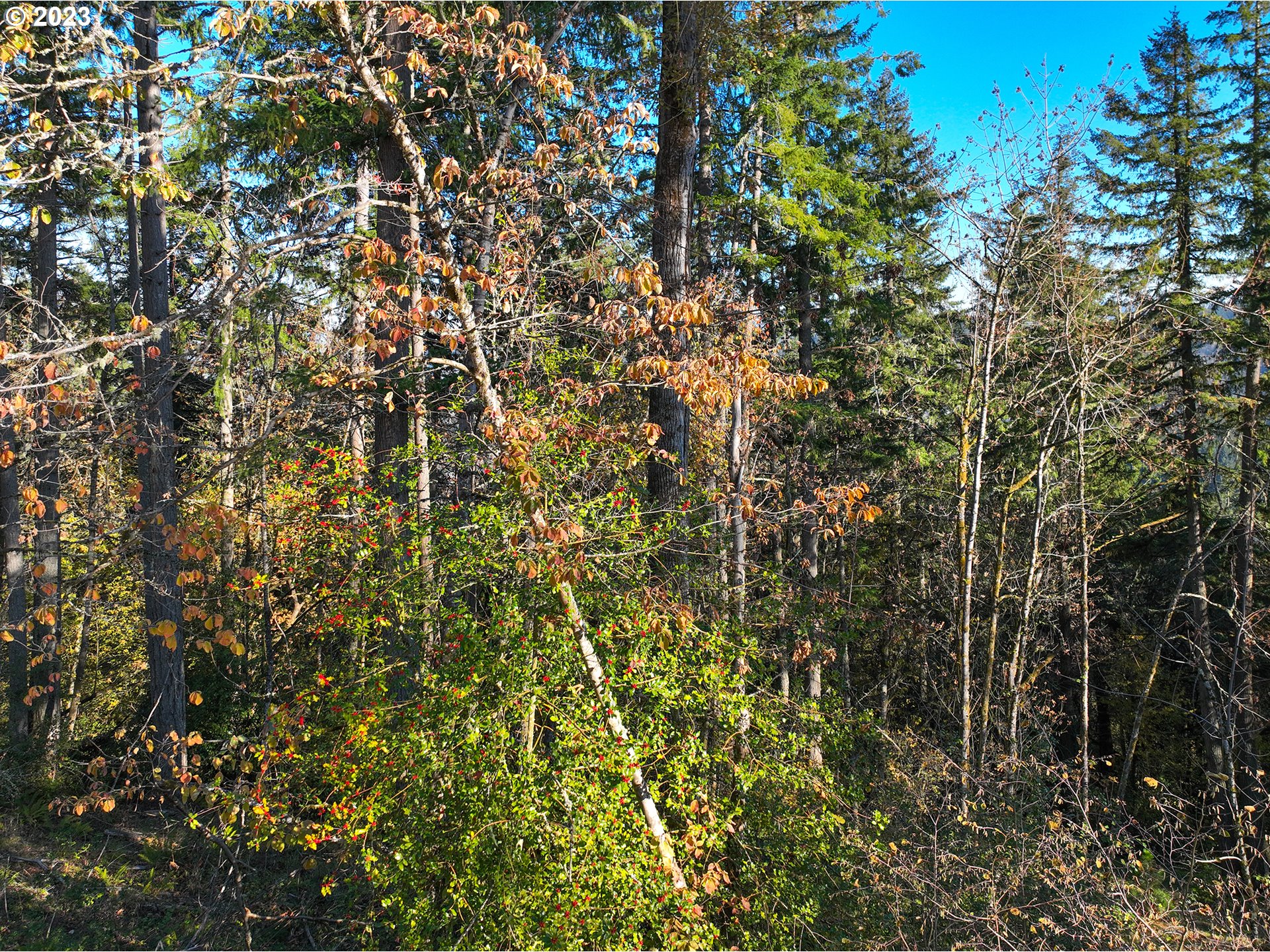2645 Cupola DR 13