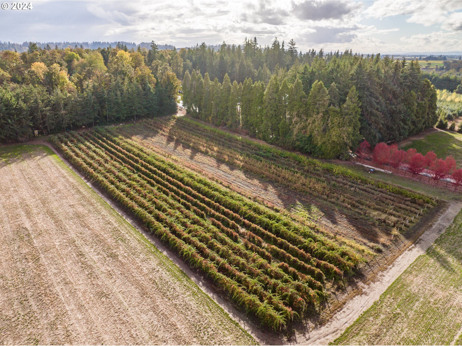 Mt Angel, Oregon 97362, United States, ,Residential,Active,37357