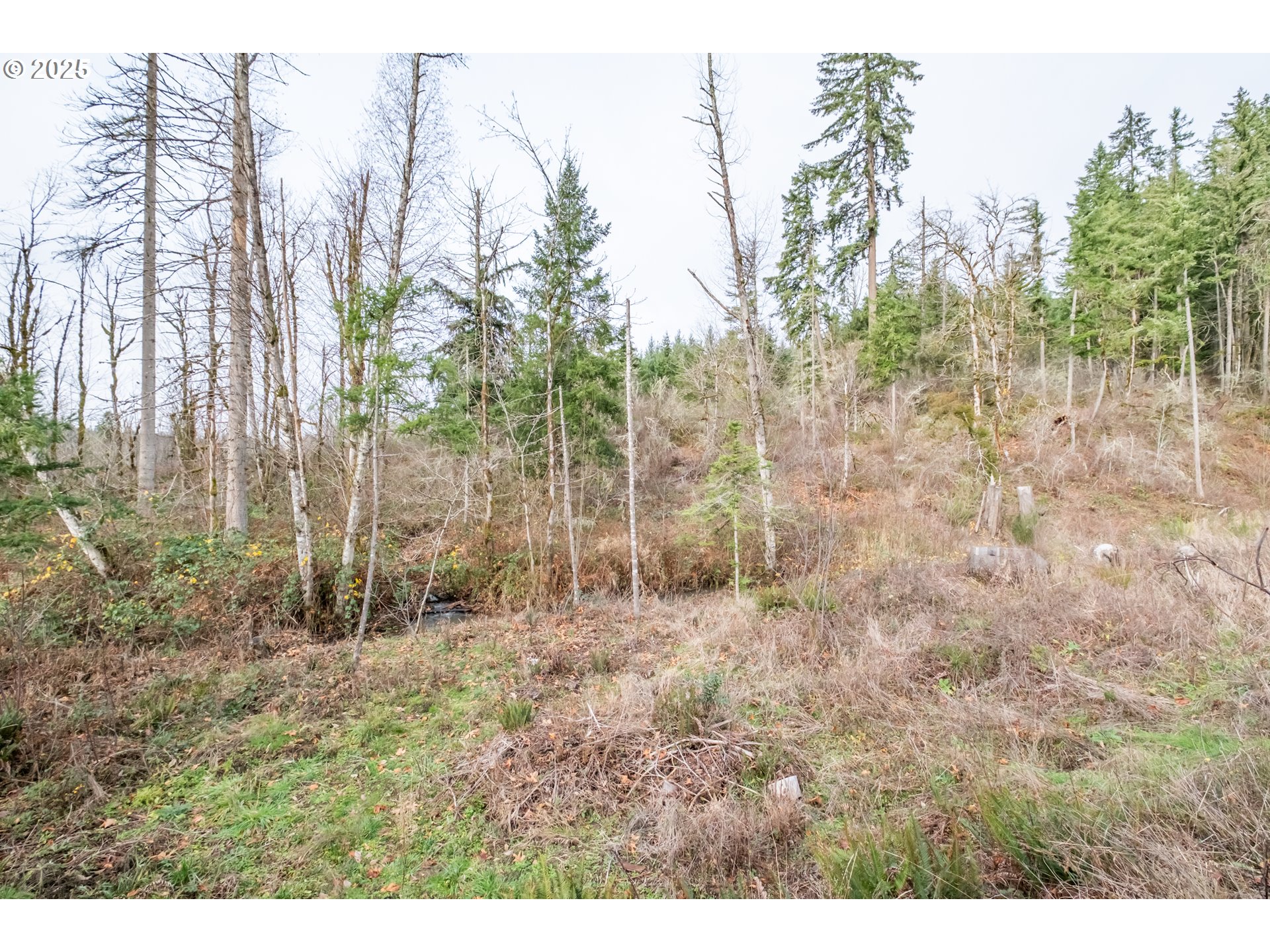 Scotts Mills, Oregon 97375, United States, ,Land,Active,254389