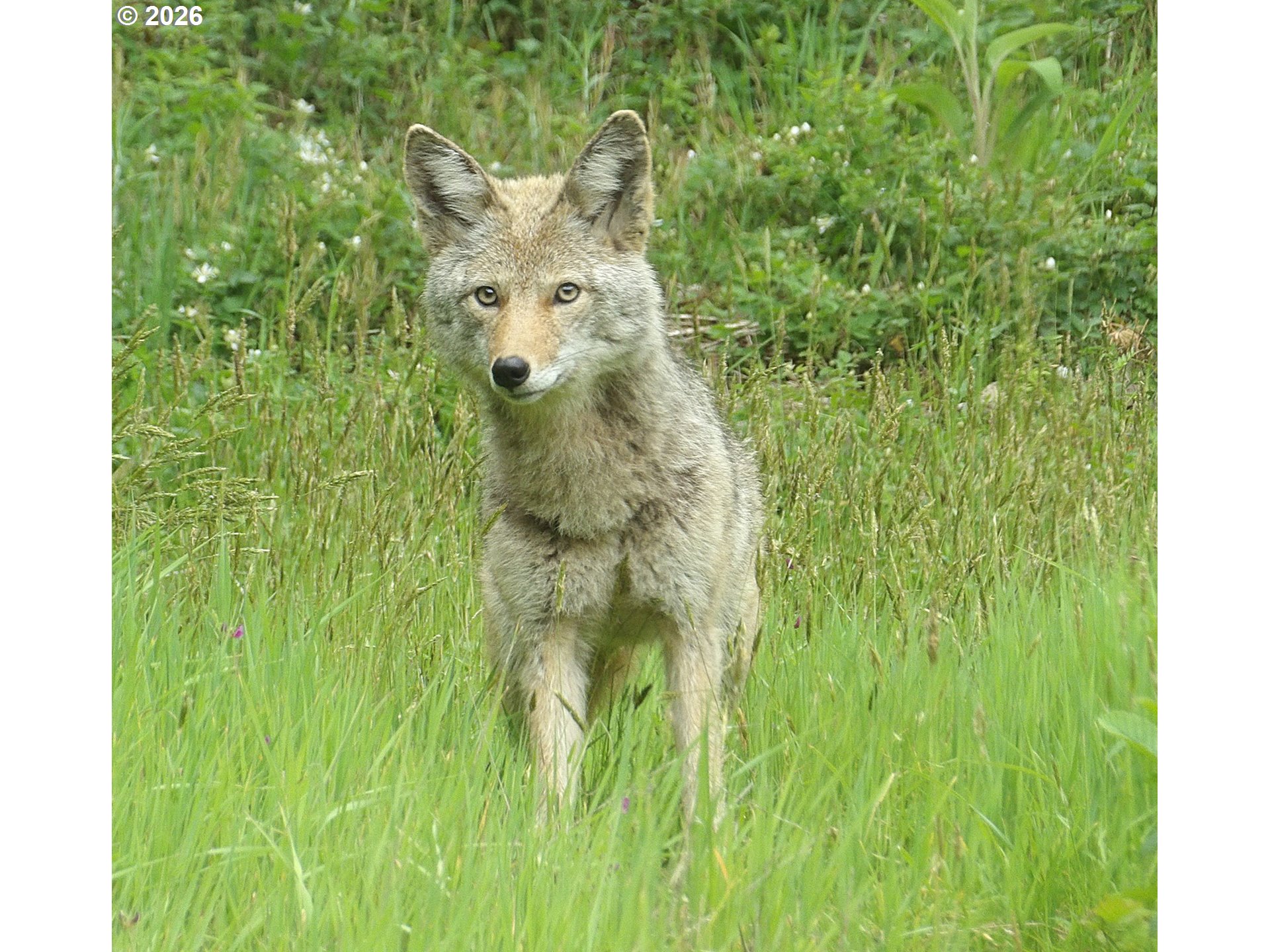 9514 S SCHOONER CREEK RD