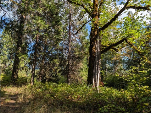 Tiny photo for 76526 W 2nd St, Oakridge, OR 97463 (MLS # 565836682)