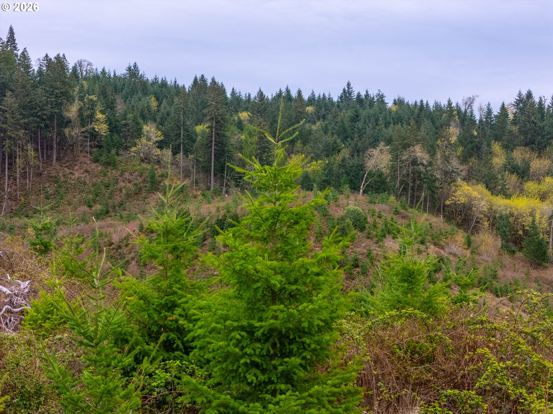 00 Erickson (TL300) RD 300