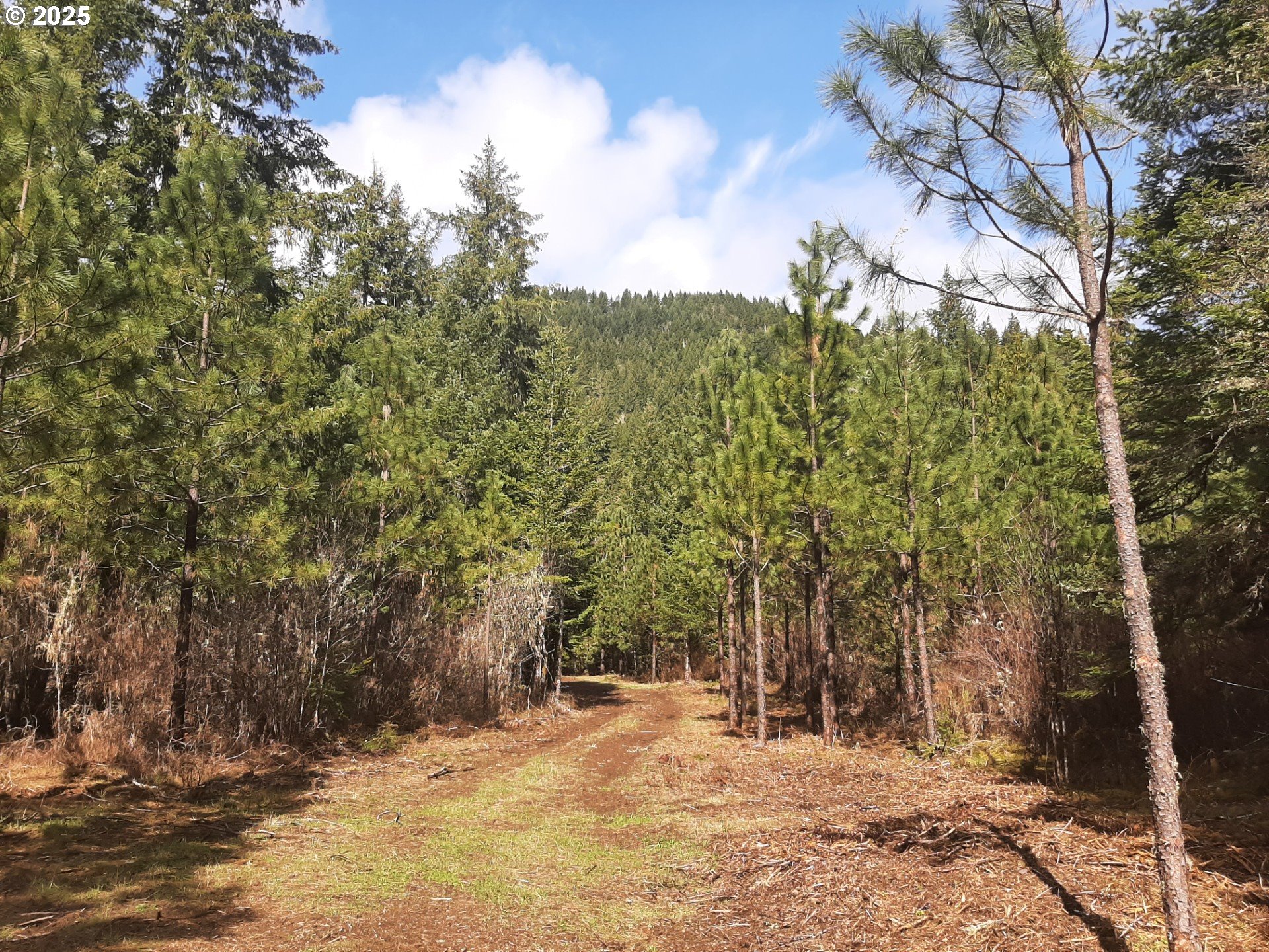 Dorena, Oregon 97434, United States, ,Land,Active,23648