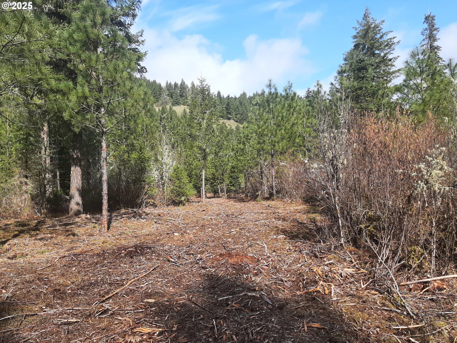 Dorena, Oregon 97434, United States, ,Land,Active,23648